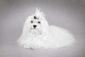 Maltese dog Royalty Free Stock Photo