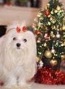 Maltese dog on the background of the Christmas tree