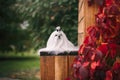 Maltese dog with beautiful grooming on a wooden bench in autumn. Beautiful landscape in a rustic style Royalty Free Stock Photo