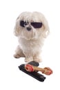 Maltese dog with a bone Royalty Free Stock Photo