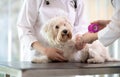 Maltese dog with broken paw in vet infirmary Royalty Free Stock Photo