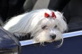 Maltese dog in the car looking out the window Royalty Free Stock Photo