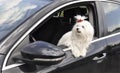 Maltese dog in the car looking out the window Royalty Free Stock Photo