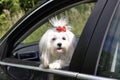 Maltese dog in the car looking out the window Royalty Free Stock Photo