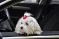 Maltese dog in the car looking out the window Royalty Free Stock Photo