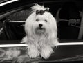 Maltese dog in the car looking out the window,.black and white image Royalty Free Stock Photo