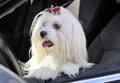 Maltese dog in the car looking out the window Royalty Free Stock Photo