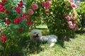 Maltese dog