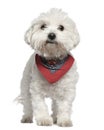 Maltese dog in handkerchief, 3 years old, standing Royalty Free Stock Photo