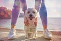 Maltese Dog . Happy dog Looking in Camera Domestic, pedigreed, At the sea , sunset.