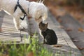 Maltese dog kissing small cat kitten in head Royalty Free Stock Photo