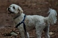 Maltese dog looking very happy