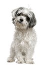 Maltese dog mixed with a Shih Tzu, 3 years old Royalty Free Stock Photo