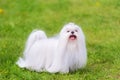 Maltese dog in the park Royalty Free Stock Photo