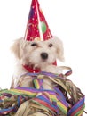 Maltese dog with party hat Royalty Free Stock Photo