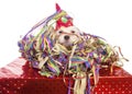 Maltese dog with party hat Royalty Free Stock Photo