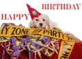Maltese dog with party hat Royalty Free Stock Photo