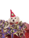 Maltese dog with party hat Royalty Free Stock Photo