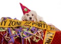 Maltese dog with party hat Royalty Free Stock Photo