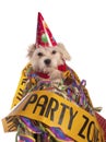 Maltese dog with party hat Royalty Free Stock Photo