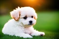 Maltese dog, pet, white maltese puppy in garden, generative ai, summeritme Royalty Free Stock Photo