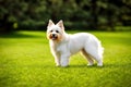 Maltese dog, pet, white maltese puppy in garden, generative ai, summeritme Royalty Free Stock Photo