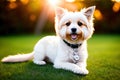 Maltese dog, pet, white maltese puppy in garden, generative ai, summeritme Royalty Free Stock Photo