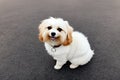 Maltese dog, pet, white maltese puppy in garden, generative ai, summeritme Royalty Free Stock Photo