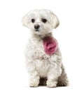 Maltese dog in pink fashion sitting against white background