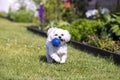 Maltese dog playing with a ball in the park Royalty Free Stock Photo