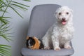 Maltese dog playing with guinea pig, sitting in front of white background Royalty Free Stock Photo