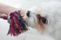 Maltese dog playing with toy. Fun with animal friend Royalty Free Stock Photo