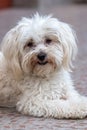 Maltese dog