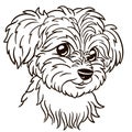 Maltese dog print Royalty Free Stock Photo