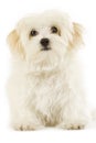 Maltese dog puppy Royalty Free Stock Photo
