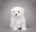 Maltese dog puppy Royalty Free Stock Photo