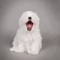 Maltese dog puppy Royalty Free Stock Photo