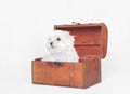 Maltese dog puppy Royalty Free Stock Photo