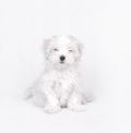 Maltese dog puppy Royalty Free Stock Photo