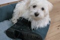 A maltese dog puppy catched by stealing a shoe Royalty Free Stock Photo