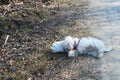 A maltese dog puppy rolling around on a path at a walk