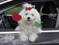 Maltese dog with a rose in teeth in the car looking out the window Royalty Free Stock Photo