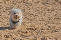 Maltese dog running on the beach