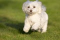 A Maltese dog running in grass Royalty Free Stock Photo