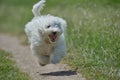 Maltese dog running and jumping