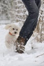 Maltese Dog running in snow on winter park Royalty Free Stock Photo