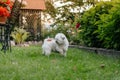 Maltese Dog Running / A white maltese dog running on green grass and plants background