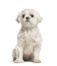 Maltese dog sitting against white background Royalty Free Stock Photo