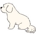 Maltese dog sitting light cream color