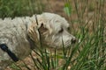 Maltese dog sniffing grass